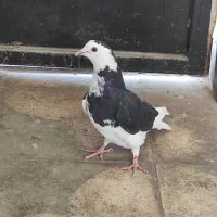 کبوتر ماده ابلغ