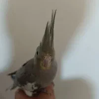 عروس هلندی نر و ماده سخنگو