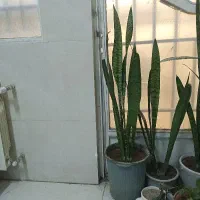 سرایه دار و نظافت چی مجرد