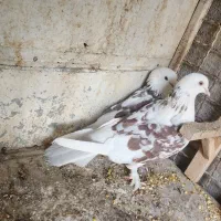 پرشی|پرنده|مبارکه, |دیوار