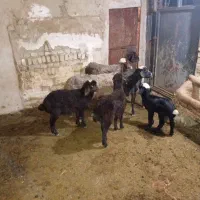 گوسفند