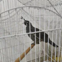 بلدرچین کالیفرنیا