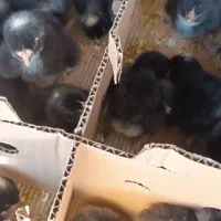 جوجه پلیموت راک آمروک بلک استار ایسبار