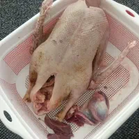 غاز اورگانیک و خوش گوشت وزن ۲کیلو ۶۰۰