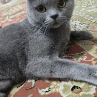 گربه اسکاتیش