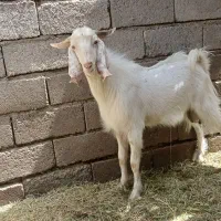 گوسفند نر