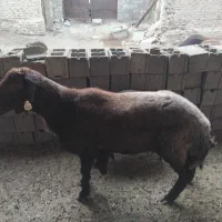 قوچ کار همو