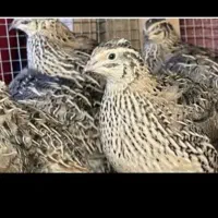 بلدرچین یک روز تا یک ماه تخم ابریشمی لاری