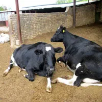گاوداری