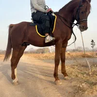 نریون یک سر عرب مدارک دار