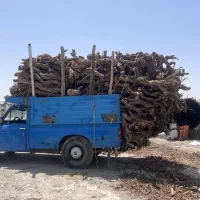 خرید چوب انگور(کمچک)