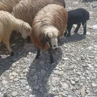 ۳ راس میش جوان  گوسفند