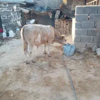 گوساله شاروله..
