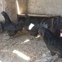 تخم مرغ ایام سمانی اصیل اندونزی