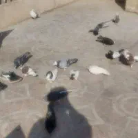 کفتر و خروس