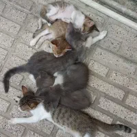 گربه واگذاری