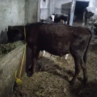 دو عدد گوساله نر