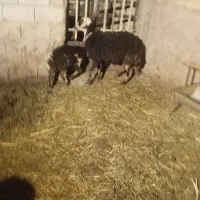 میش وبره