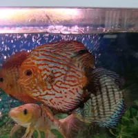 تعداد 10 عدد ماهی دیسکس همه سالم و غذا خور