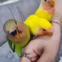 جوجه طوطی برزیلی کوتوله