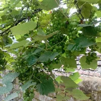 غوره|خوردنی و آشامیدنی|آمل, |دیوار