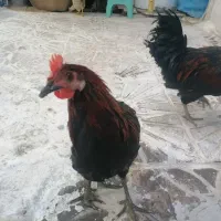 مرغ و خورس