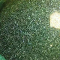 خارشتر درجه یک