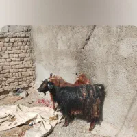 دو  عدد بز جوان درشت