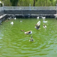 قو قاز|حیوانات مزرعه|سنندج, |دیوار