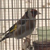 فروش دو عدد سهره نر