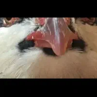 جوجه یک روزه بلدرچین کوهی و مرغ امریکایی