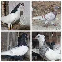 کبوتر رنگی سار و آلمانی