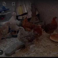 جوجه مرغ محلی