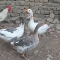 غاز|حیوانات مزرعه|مشهد, شهرک شهید باهنر|دیوار