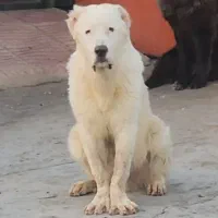 سگ الابای