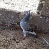جوجه مسافتی درجه۱ موقعیت جوین جفتی ۱۵۰۰ کلی ۱تومان