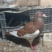 کبوتر یهودی شادگان