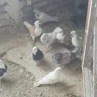 کبوتر پرشی