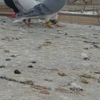 کبوتر|پرنده|شیروان (خراسان), |دیوار