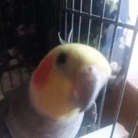 عروس هلندی طوطی برزیلی