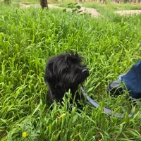 واگذاری حیوان خانگی