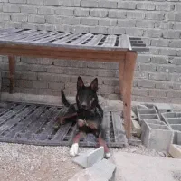 سگ ژرمن