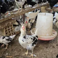 جوجه و مرغ گلین پنگوئنی ریش دار اصیل