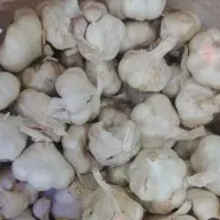 سیر