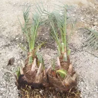 فروش انواع پاجوش نخل و گرده نخل و پنیر نخل