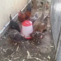 فروش خروس ومرغ تخم گذار