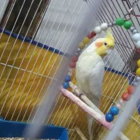 عروس هلندی نر دستی