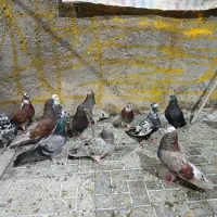 کبوتر پرشی