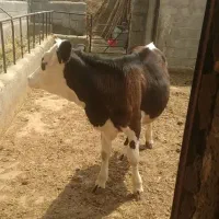 یک راس گوساله سیمنتال ماده