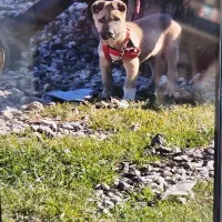 پاکوتاه شناسنامه دار خانگی دستشویی بلد